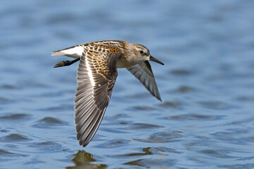 Dunlin (Calidris alpina)