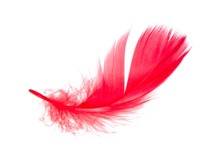 Elegant red feather beautiful isolated on he white background