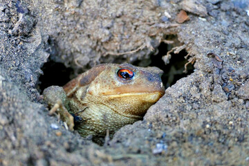 Close up of a female European Common Toad (Bufo bufo) coming out of its underground home
