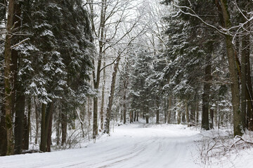 Light through the branches in the winter forest. Snow on the road. Cold winter. Cover. Frozen surface.