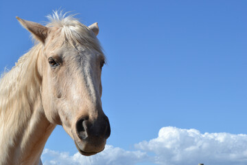 Fototapeta na wymiar portrait of a horse with sky in backround