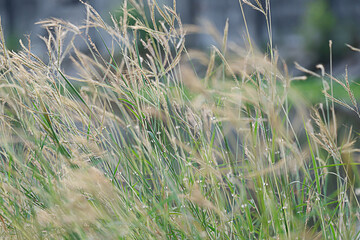 Beautiful grass flowers in the fields
