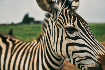 Fototapeta na wymiar Close-up of a zebra that walks in a nature reserve with green grass.