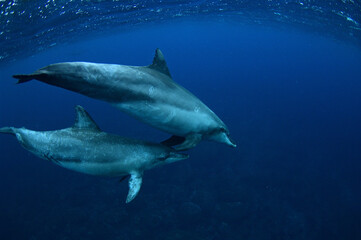 青い海を泳ぐ御蔵島のミナミハンドウイルカ