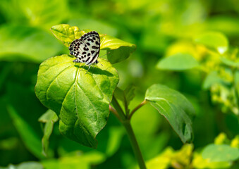 Butterfly clinging to a leaf during the day