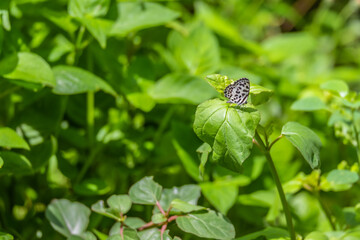 Butterfly clinging to a leaf during the day