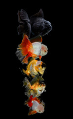Gold fish isolated a  background