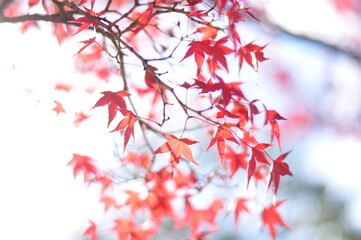 Red maple leaves background