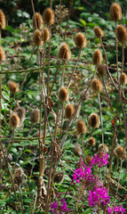 Pink purple flowers of Fireweed (Chamaenerion angustifolium) also known as Rosebay willowherb with wild teasel (Dipsacus fullonum) thistle background on Salisbury Plain, UK