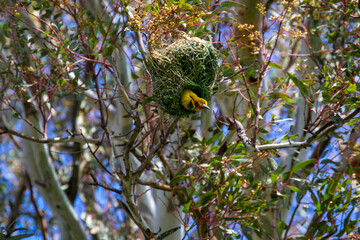 Yellow bird coming out of nest