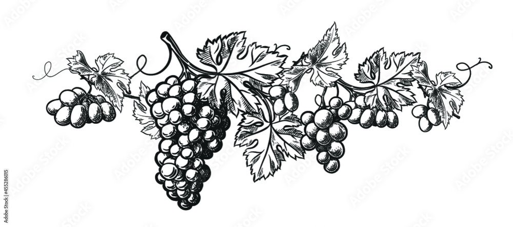 Wall mural wine grapes wreath template design. vector hand drawn vintage engraving illustration for poster, lab