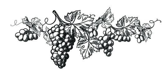 Wine grapes wreath template design. Vector hand drawn vintage engraving illustration for poster, label and menu shop.