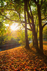 Golden autumn fall October in famous Munich relax place - Englishgarten. Munchen, Bavaria, Germany