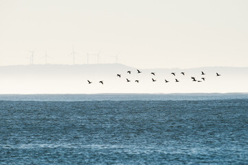 Birds fly in a flock over the ocean