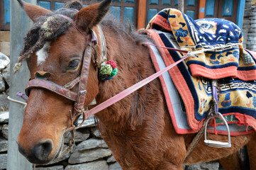 A mule carrying colourful blankets on its back on the Annapurna Circuit, Nepal. - obrazy, fototapety, plakaty