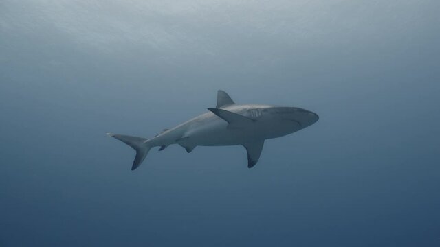 Large Grey Reef Shark swims close towards camera through open blue water