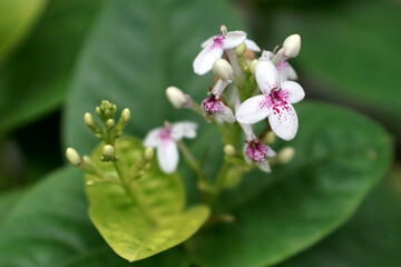 beauty of nature flowers in indonesia