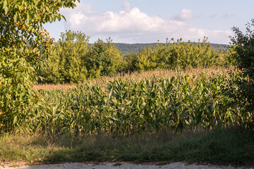 Obraz premium Wonderfull landscape idyllic scene in sunlight.