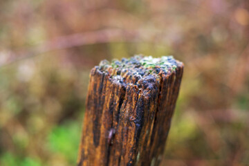 Closeup shot of a piece of wood