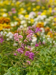 Flowers of vegetables that bloom at the beginning of winter every year.