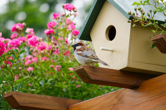 Small bird standing by birdhouse in rosegarden