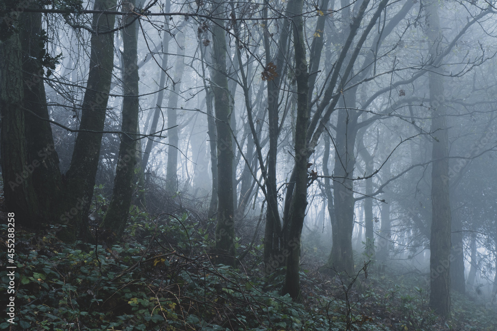 Canvas Prints A moody misty winter woodland, with light coming through the trees