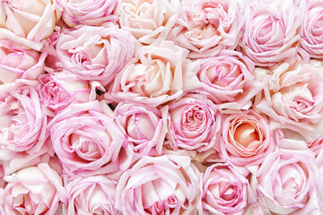 Many pink roses are a top view.

