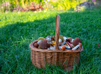 A wicker basket full of mushrooms stands on the green grass.