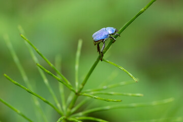 Hoplia coerulea on horsetail stem