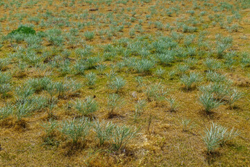 Shrubs of green plants in a steppe landscape. Plant is Artemisia or Sagebrush