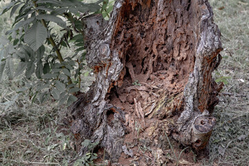 白アリに食われた木の幹