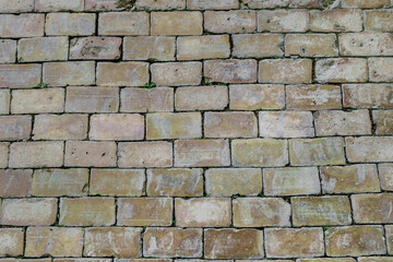Old brick pavement or wall. Plant shoots have sprouted in several places