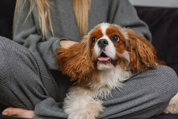 Portrait of a spaniel dog lying on the legs of its owner