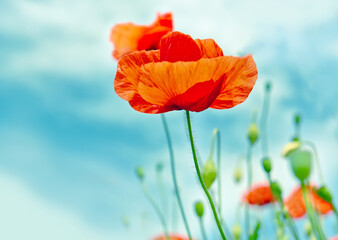 Obraz premium Bright red flowers poppies against a blue sky. Close-up with selective focus. 