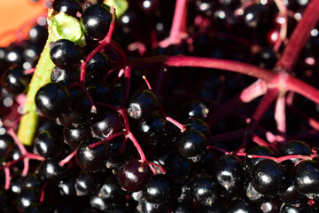 Schwarzer Holunder, Sambucus nigra, Früchte mit roten Ästchen
