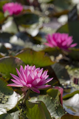 N&eacute;nuphar rose