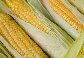Ripe corn close-up. Organic food
