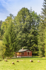 Sheep in front of a little wooden cottage in the Sumava mountains, Czech Republic