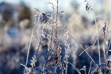 Frost