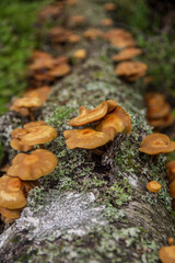 Family of orange inedible false honey mushrooms growing from a fallen birch tree in a dark Latvian forest