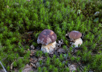 Young mushrooms (boletus edulis or porcini) on a mossy forest glade close-up
