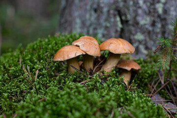 A group of young Suillus bovinus mushrooms in a mossy forest glade