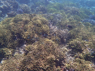 インドネシア　ムンジャンガン島の海