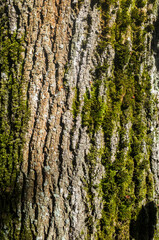 Textured beautiful natural abstract surface for wallpapers and backgrounds. Bark of an old tree in the forest close-up