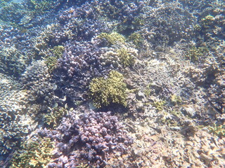 インドネシア　ムンジャンガン島の海