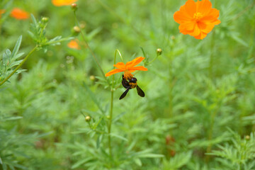 キバナコスモスとクマバチ