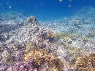 インドネシア　ムンジャンガン島の海