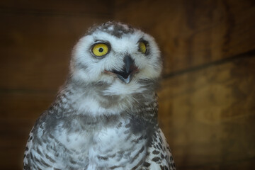 Bubo scandiacus. Ritratto diurno frontale di gufo delle nevi che apre il becco.