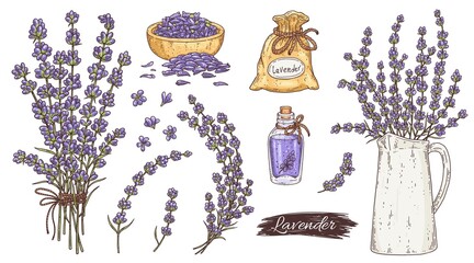 Colorful lavender plant parts set, ink engraving vector illustration isolated. © sabelskaya