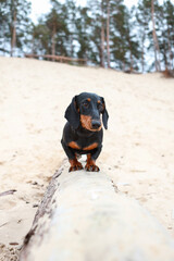Small beautiful purebreed dog datcshund standing on an old wood tree part.